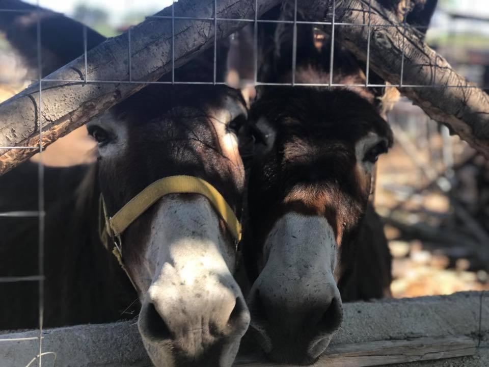Agriturismo Papyrus シラクーサ エクステリア 写真